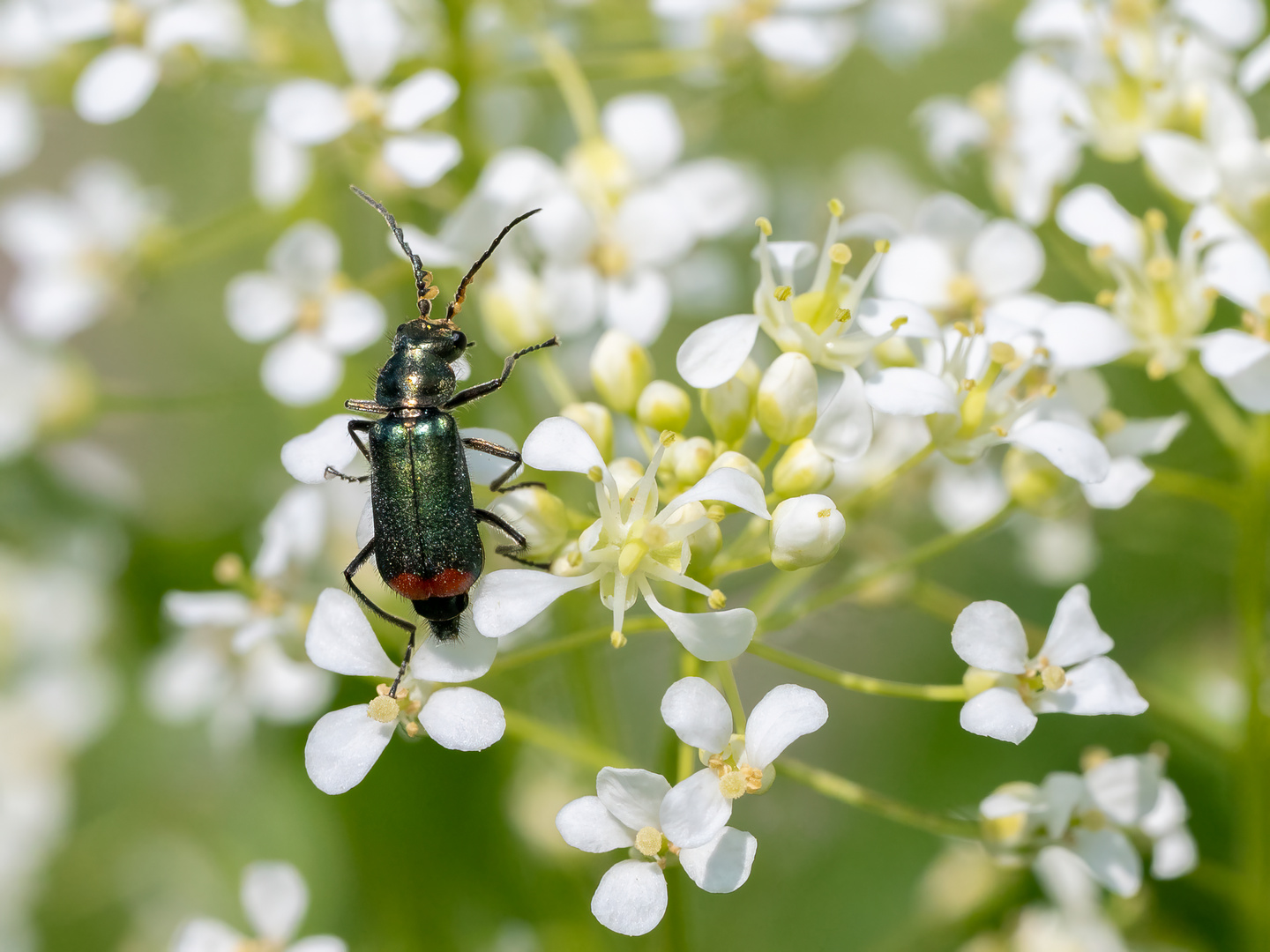 Zweifleckiger Zipfelkäfer