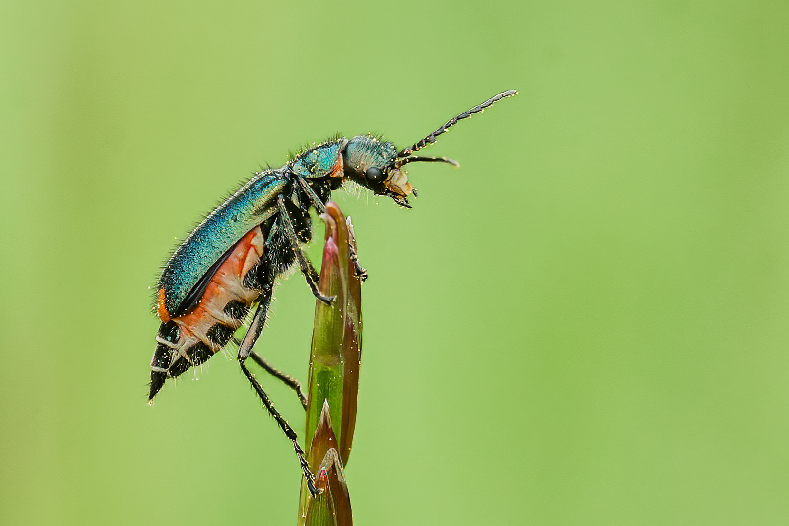 Zweifleckiger Zipfelkäfer