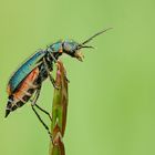 Zweifleckiger Zipfelkäfer