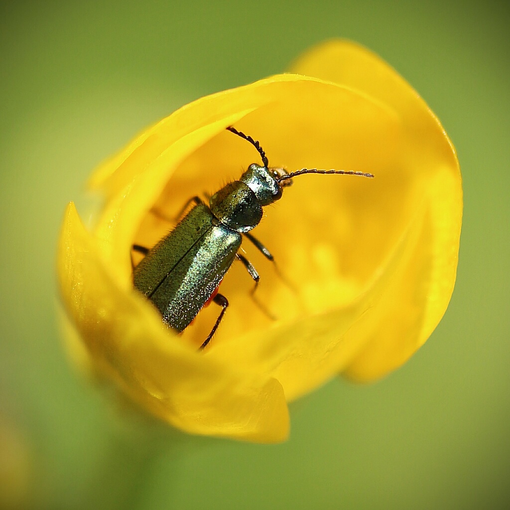 Zweifleckiger Zipfelkäfer 