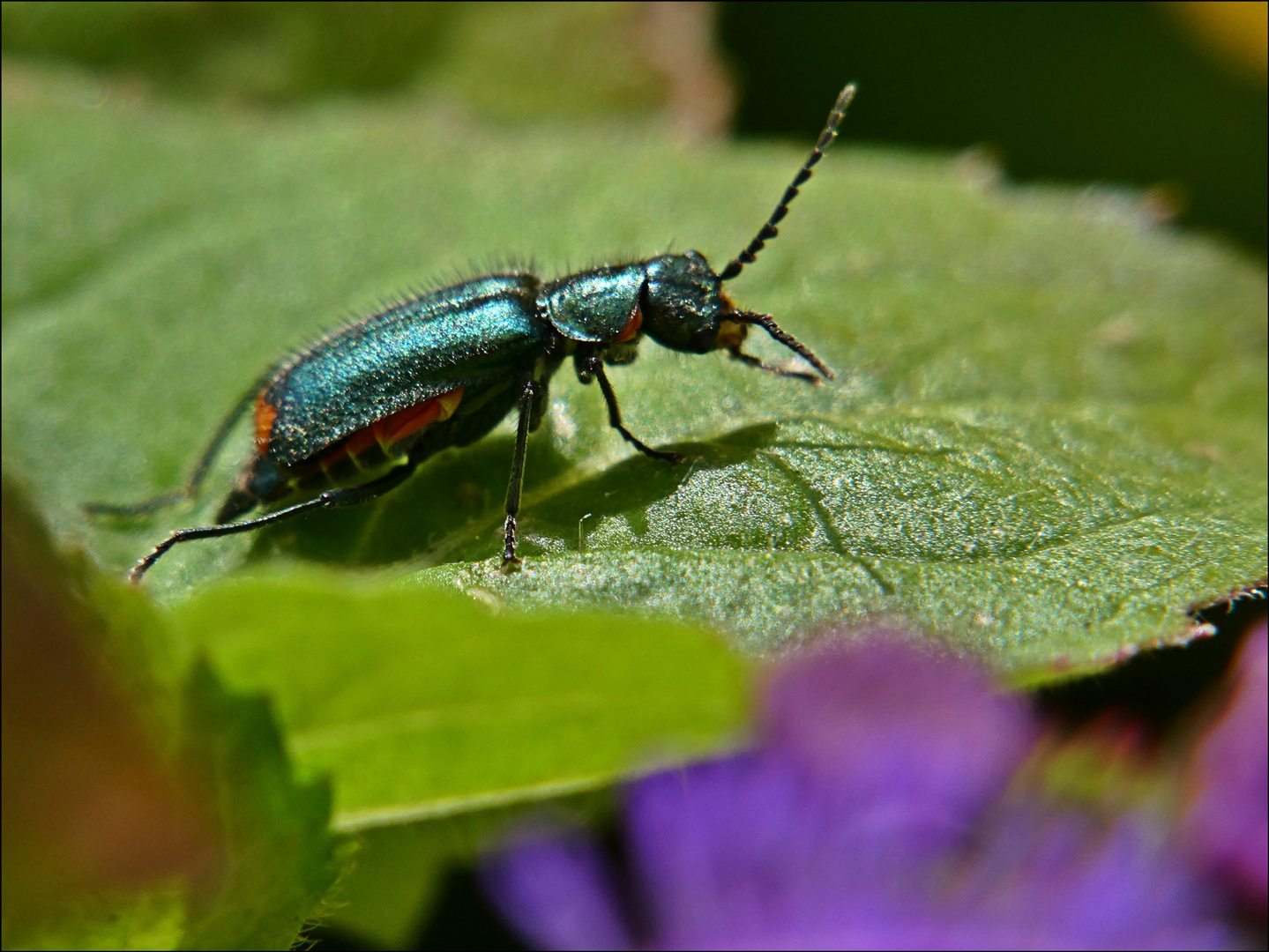 Zweifleckiger Zipfelkäfer