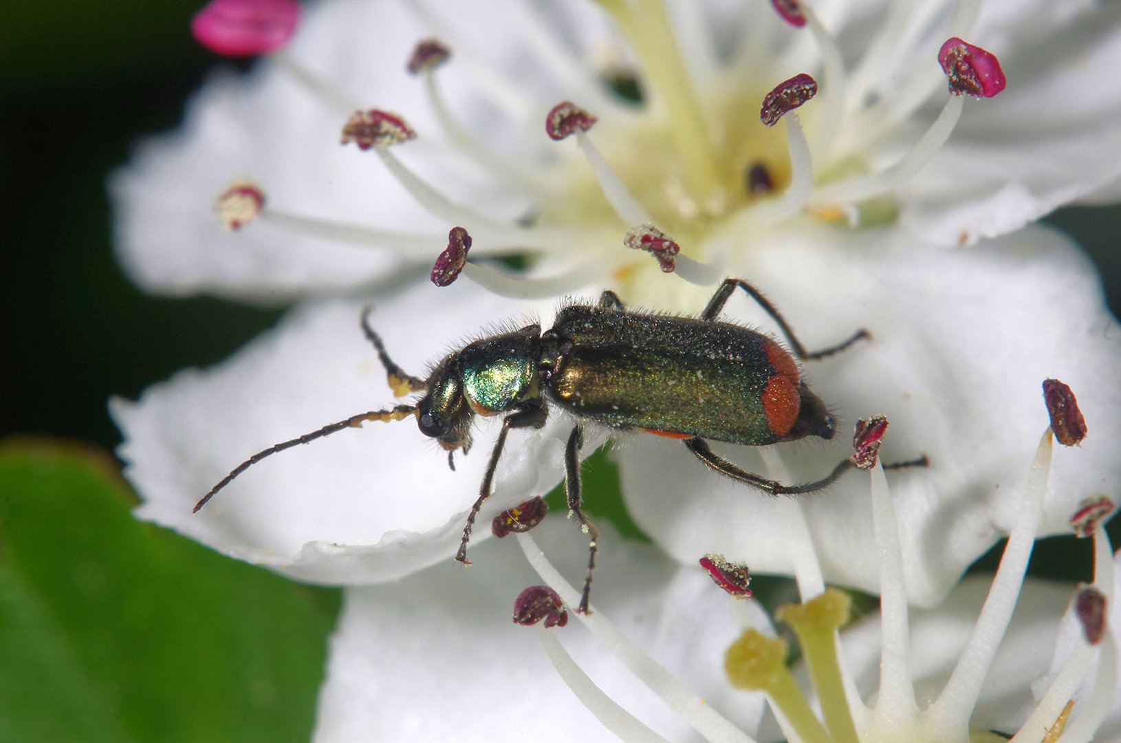 Zweifleckiger Zipfelkäfer