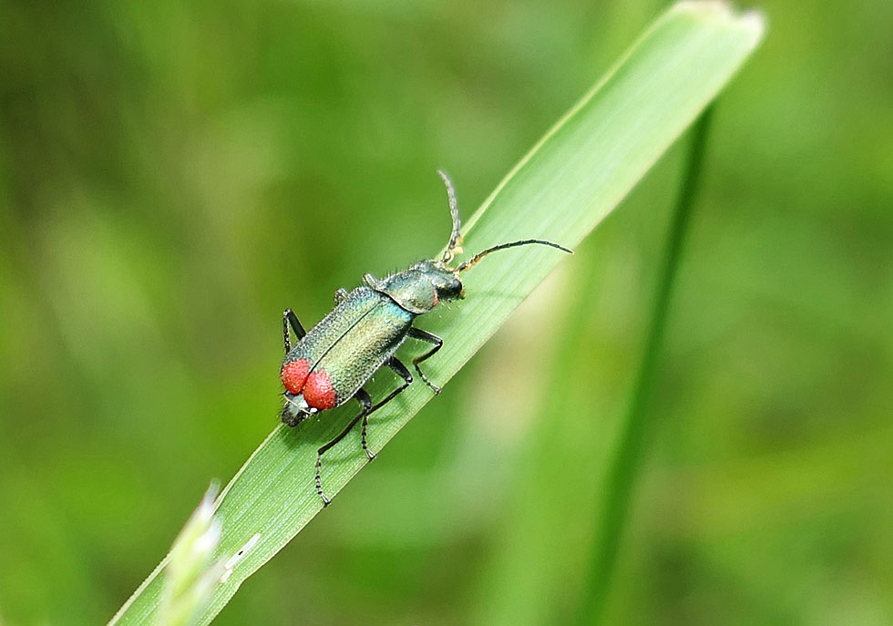 Zweifleckiger Zipfelkäfer