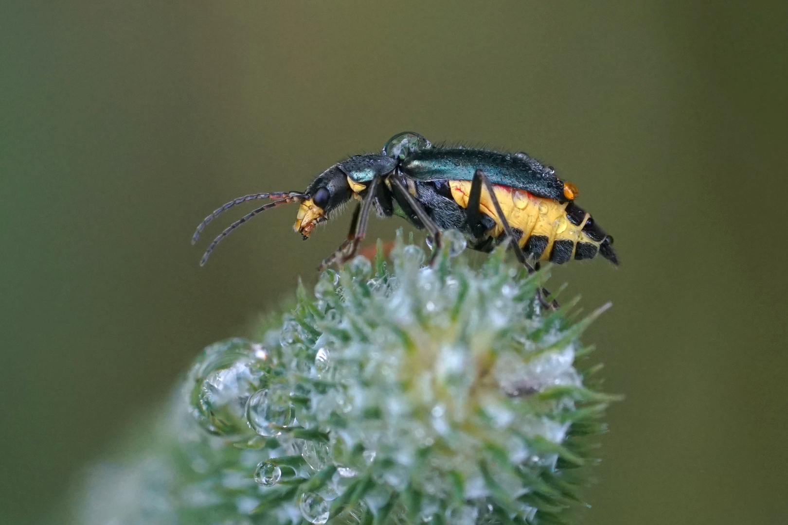 Zweifleckiger Zipfelkäfer