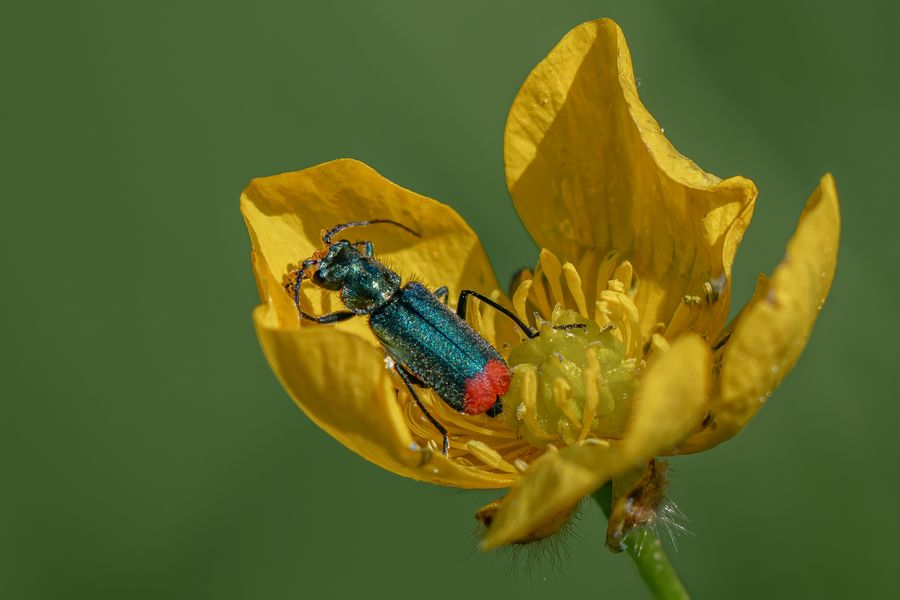 Zweifleckiger Zipfelkäfer