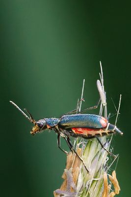 Zweifleckiger Zipfelkäfer auf Süßgras