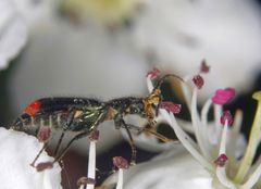 Zweifleckiger Zipfelkäfer auf Weißdornblüten