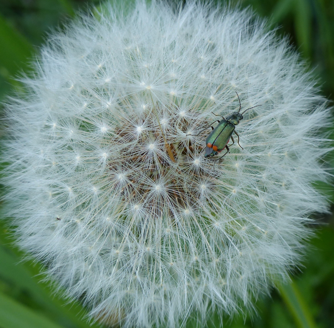 Zweifleckiger Zipfelkäfer