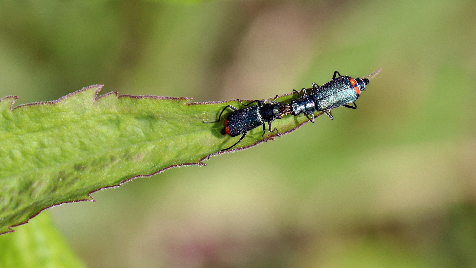 Zweifleckiger Zipfelkäfer