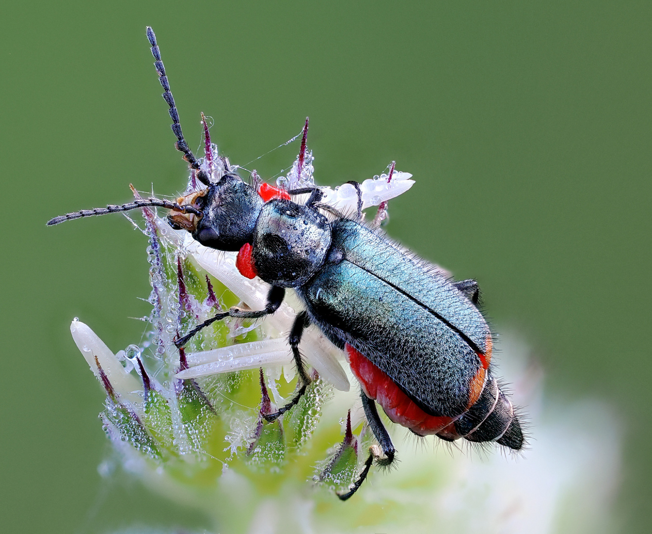 Zweifleckiger Zipfelkäfer