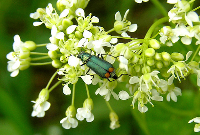 Zweifleckiger Zipfelkäfer - (Malachius bipustulatus)