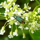 Zweifleckiger Zipfelkäfer - (Malachius bipustulatus)