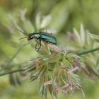 Zweifleckiger Zipfelkäfer (Malachius bipustulatus)