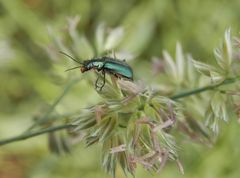 Zweifleckiger Zipfelkäfer (Malachius bipustulatus)