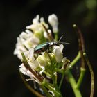 Zweifleckiger Zipfelkäfer (Malachius bipustulatus)