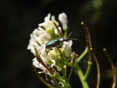 Zweifleckiger Zipfelkäfer (Malachius bipustulatus)