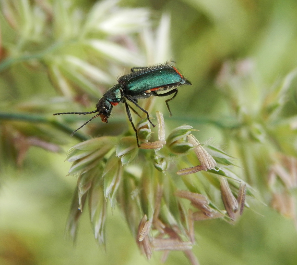 Zweifleckiger Zipfelkäfer (Malachius bipustulatus)