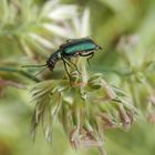 Zweifleckiger Zipfelkäfer (Malachius bipustulatus)