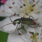 Zweifleckiger Zipfelkäfer (Malachius bipustulatus)