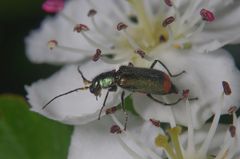 Zweifleckiger Zipfelkäfer (Malachius bipustulatus)