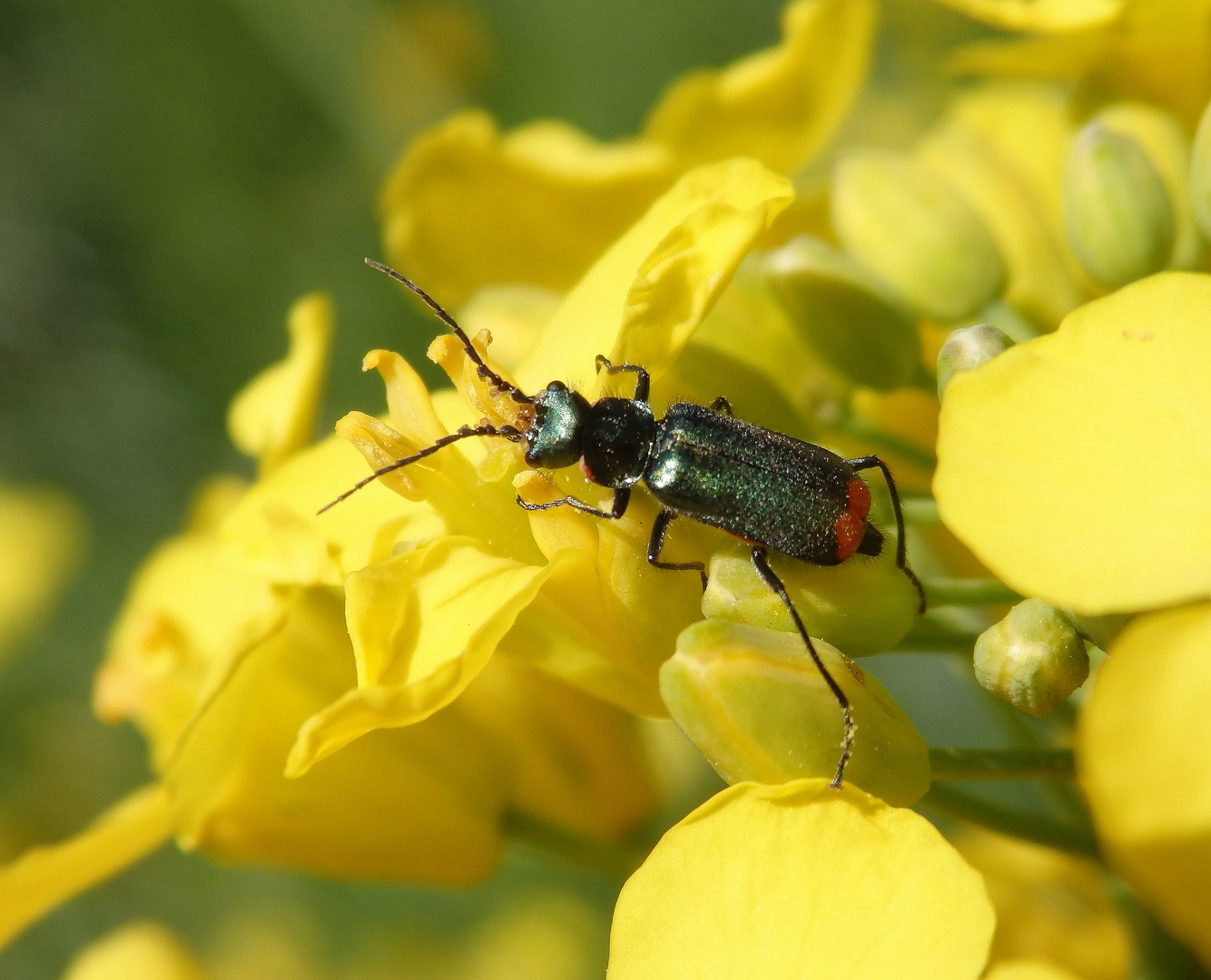 Zweifleckiger Zipfelkäfer (Malachius bipustulatus) auf blühendem Raps