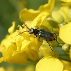 Zweifleckiger Zipfelkäfer (Malachius bipustulatus) auf blühendem Raps