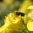 Zweifleckiger Zipfelkäfer (Malachius bipustulatus) auf blühendem Raps