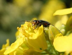 Zweifleckiger Zipfelkäfer (Malachius bipustulatus) auf blühendem Raps