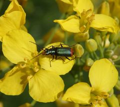 Zweifleckiger Zipfelkäfer (Malachius bipustulatus) auf blühendem Raps