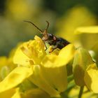 Zweifleckiger Zipfelkäfer (Malachius bipustulatus) auf blühendem Raps