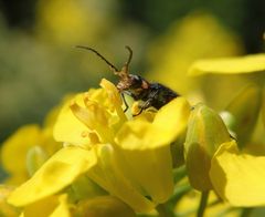 Zweifleckiger Zipfelkäfer (Malachius bipustulatus) auf blühendem Raps