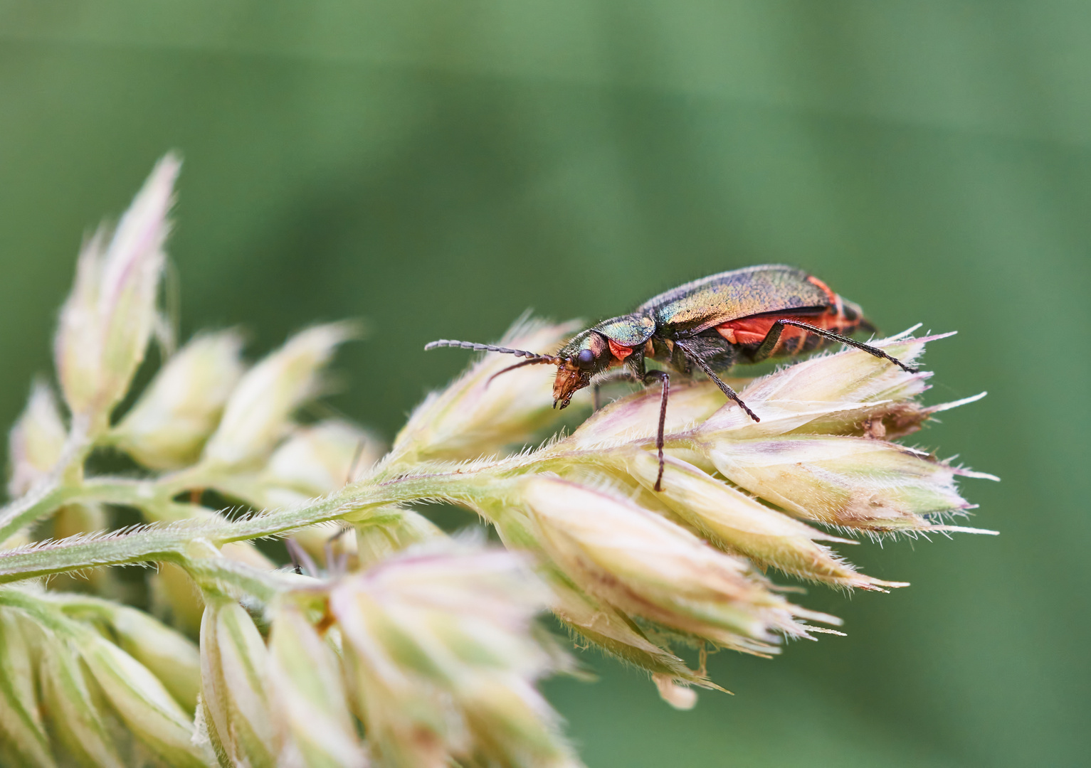 Zweifleckiger Zipfelkäfer (Malachius bipustulatus) - 