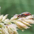 Zweifleckiger Zipfelkäfer (Malachius bipustulatus) - 