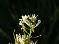 Zweifleckiger Zipfelkäfer (Malachius bipustulatus)