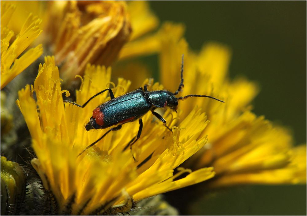 Zweifleckiger Zipfelkäfer (Malachius bipustulatus) Männchen