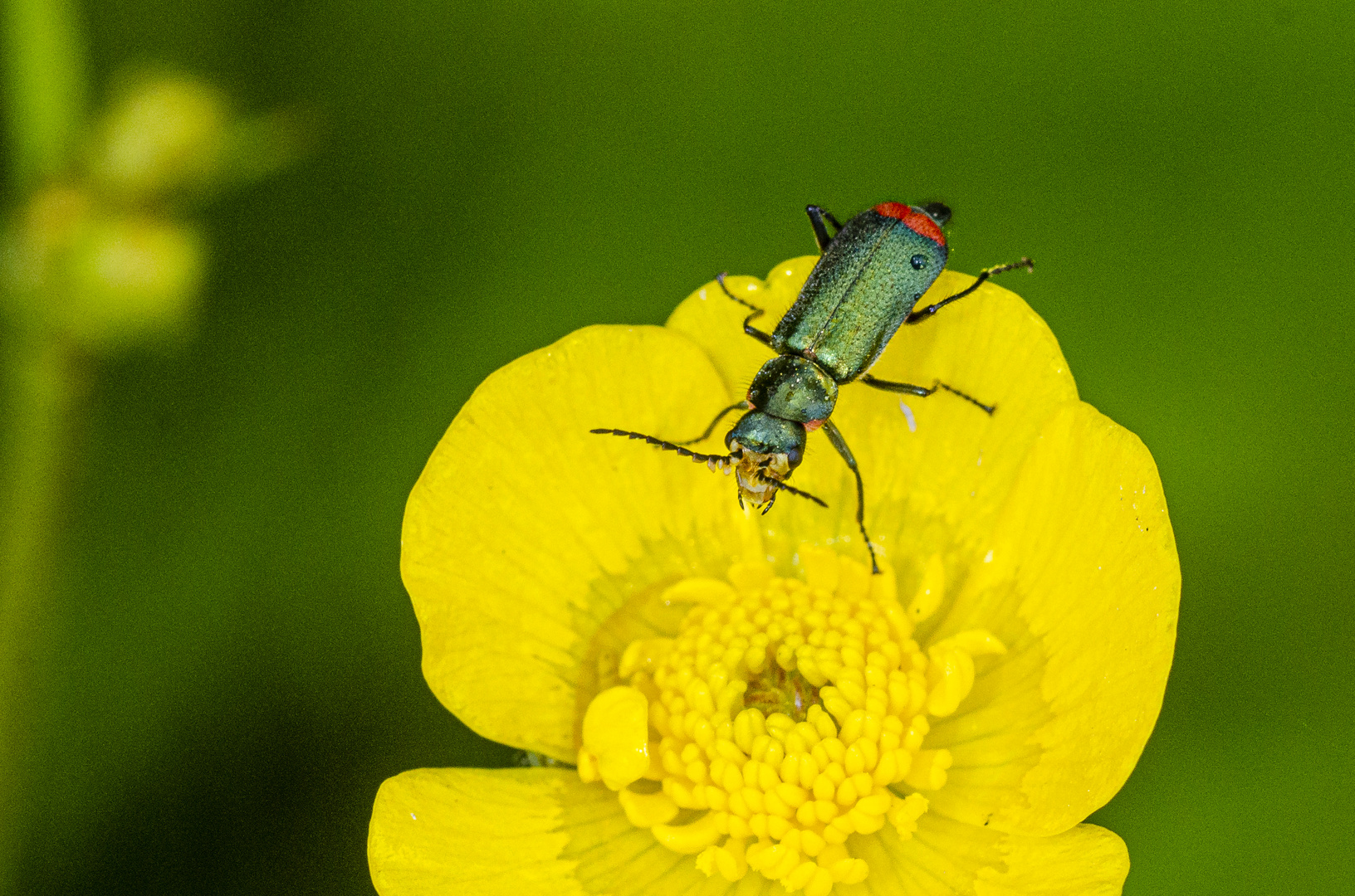 Zweifleckiger Zipfelkäfer (Malachius bispustulus)