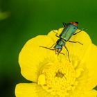 Zweifleckiger Zipfelkäfer (Malachius bispustulus)