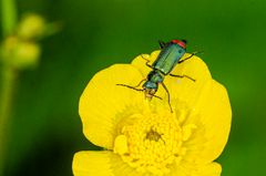 Zweifleckiger Zipfelkäfer (Malachius bispustulus)