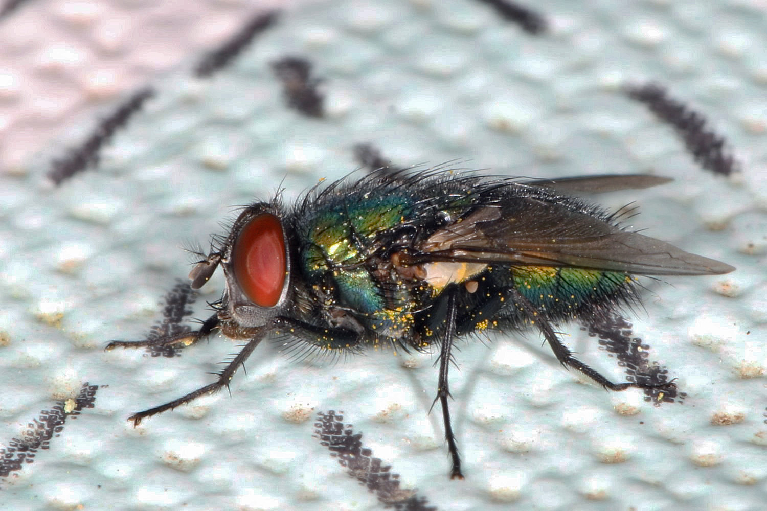 Zweiflügler Foto & Bild fliegen, makro, grün Bilder auf