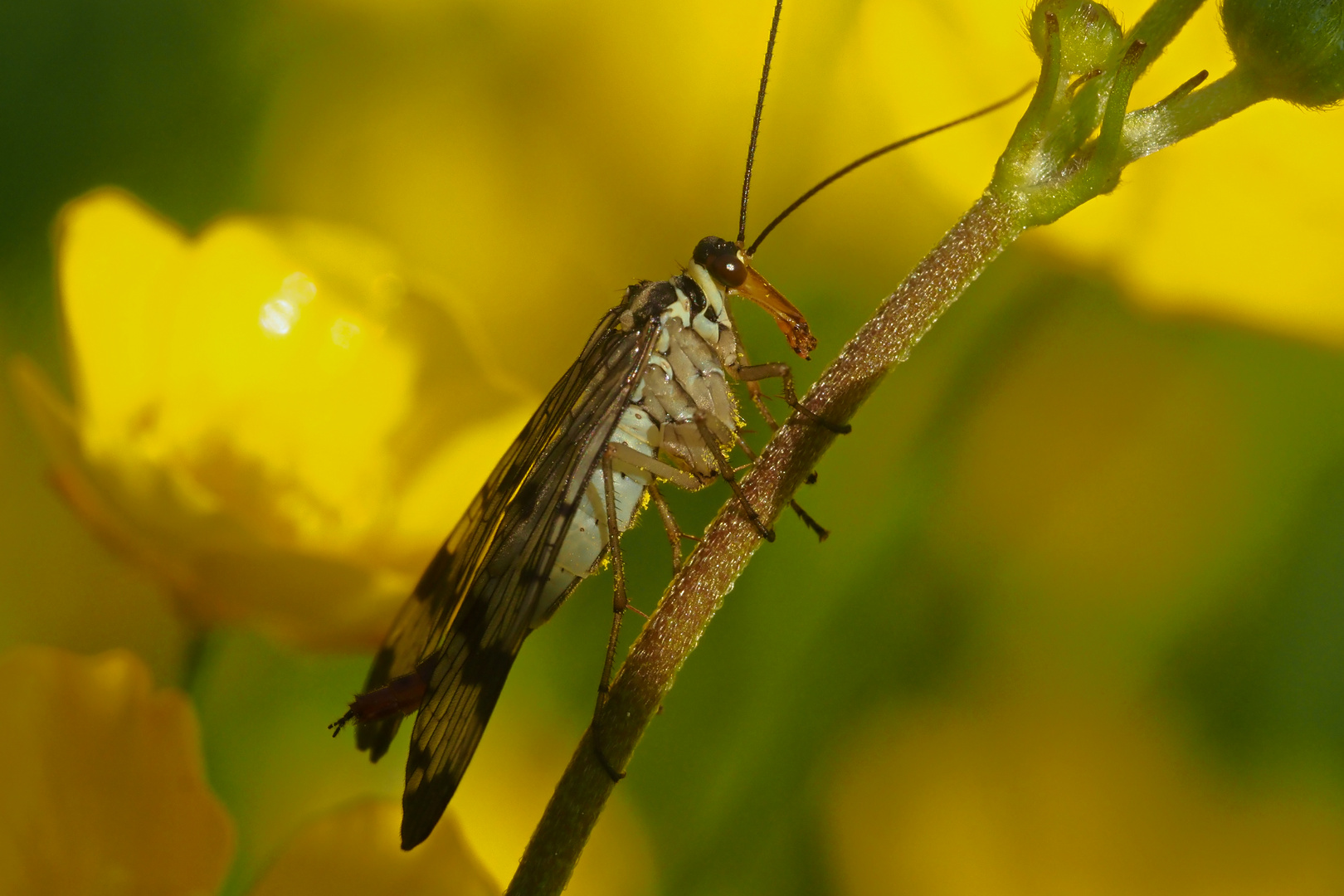 Zweiflügler - weibliche Skorpionsfliege -