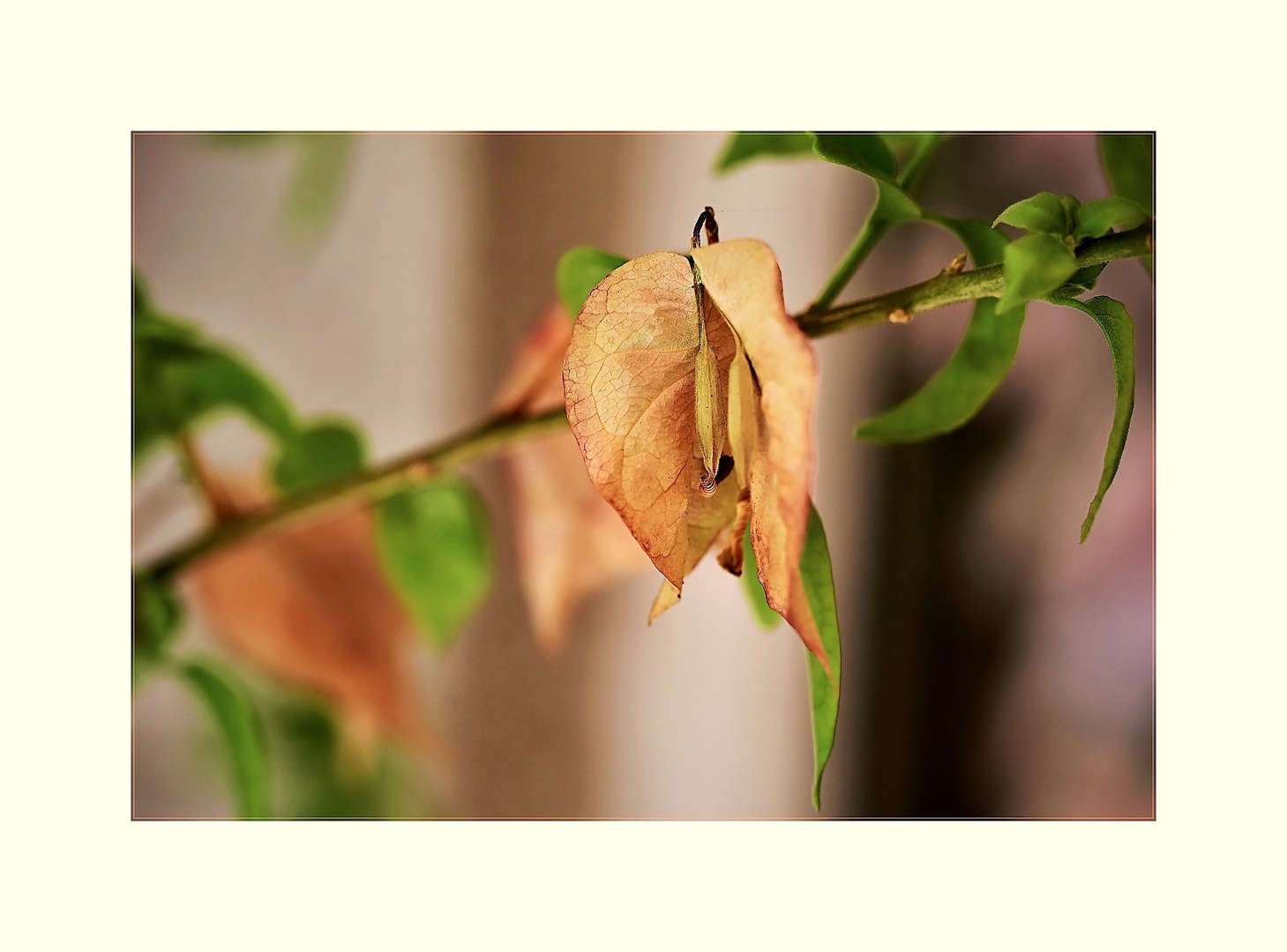 Zweig der Bougainvillea