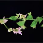 Zweig der Bougainvillea