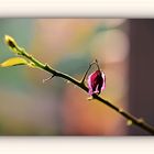 Zweig der Bougainvillea