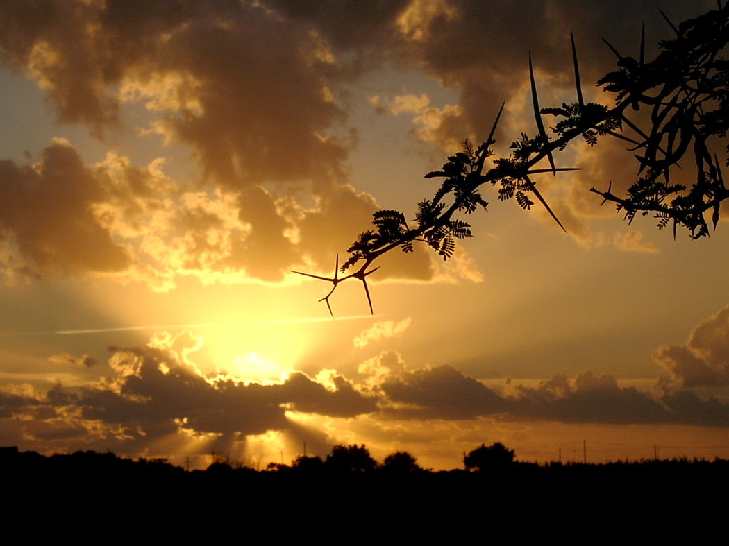 Zweig der Stachelmimose vorm Abendhimmel (Sciacca)