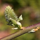 Zweig der Weide mit Lentizellen und Kätzchen