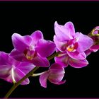 Zweig einer Orchidee