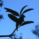 zweig gegen den blauen himmel