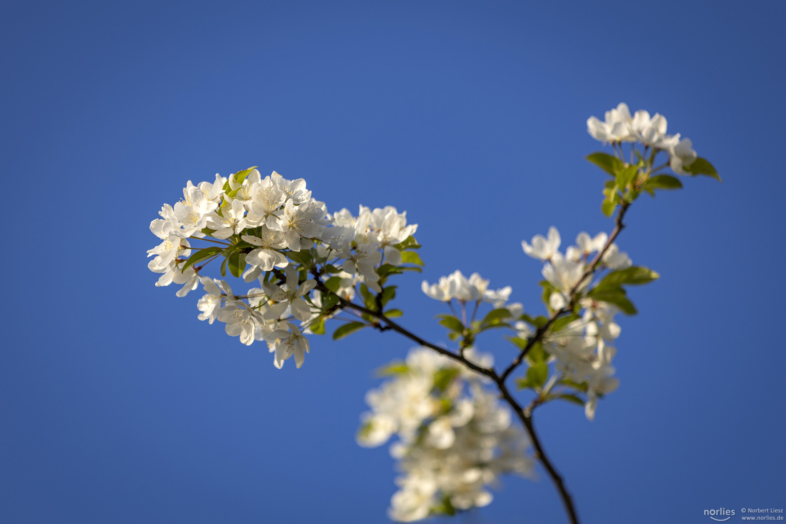 Zweig im Frühling