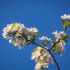 Zweig im Frühling