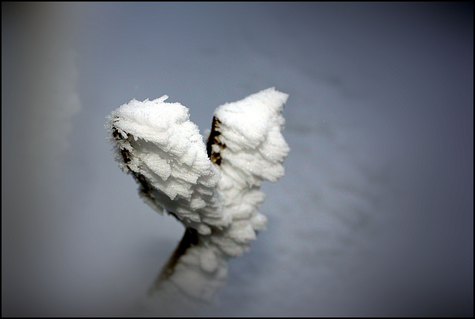 Zweig im Schnee